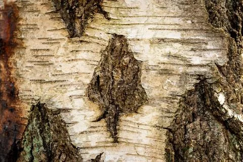 Close-Up Bark of a Birch Tree Stock Photos