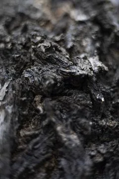 Close Up Of The Bark Of A Blackboard Tree Stock Photos