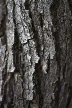 Close Up Of The Bark Of A Blackboard Tree Stock Photos