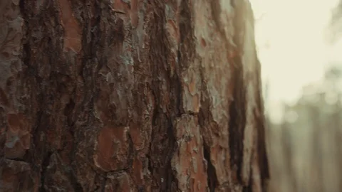 Close up bark of brown wood tree in forest environment landscape textured detail Stock Footage 127859416