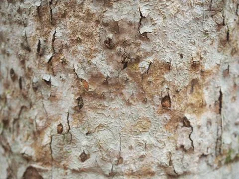 Close-up of the bark of the cinnamon tree. Tree bark is a spice Stock Photos