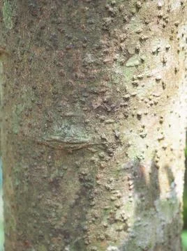 Close-up of the bark of the cinnamon tree. Tree bark is a spice Stock Photos