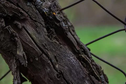Close up of a bark, close up of a trunk, bark of a tree Stock Photos