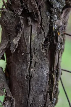Close up of a bark, close up of a trunk, bark of a tree Stock Photos