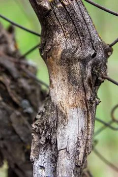 Close up of a bark, close up of a trunk, bark of a tree Stock Photos