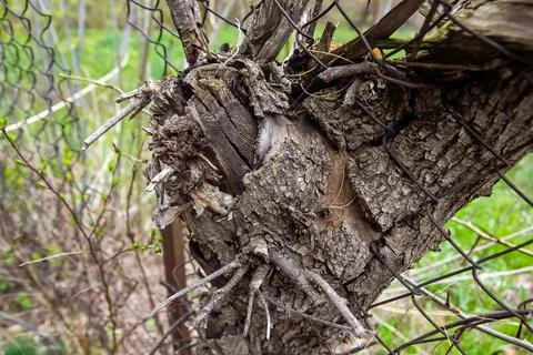 Close up of a bark, close up of a trunk, bark of a tree Stockfoto's