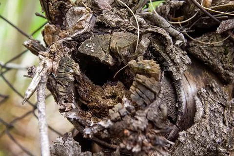 Close up of a bark, close up of a trunk, bark of a tree Stock Photos