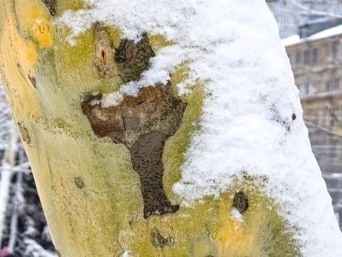 Close-up of the bark of a common sycamore tree in the snow in winter. Foto stock