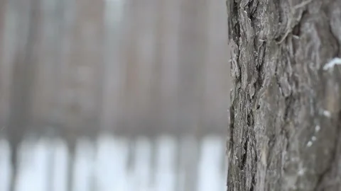 Close-up of bark of coniferous tree on background of snow-covered winter forest Stock-Footage 86207216