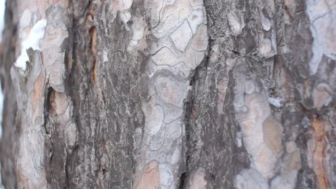 Close-up of a bark of a coniferous tree. pine in the winter forest Stock Footage 86385849
