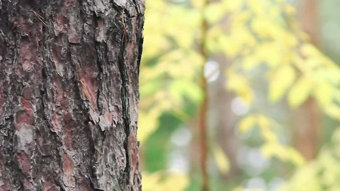 Close-up of a bark of a deciduous tree against a background of yellow autumn Stock Footage 80984102