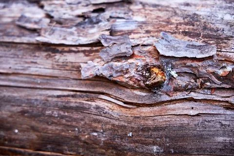 Close up of bark from fire damaged and dead old growth Stock Photos
