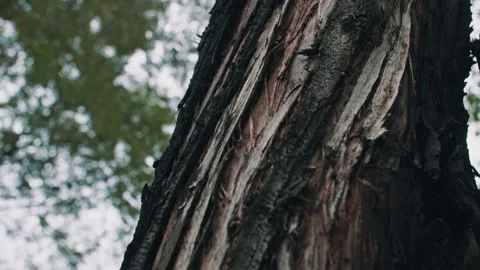 Close-up of the bark Stock-Footage 234053573