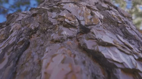 Close up of the bark of a huge pine and climbing the trunk of a pine tree Видео 98800185