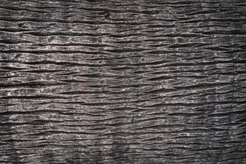 Close up of the bark Stock-Illustration