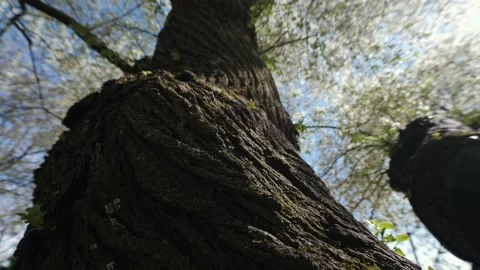 Close-up of the bark of a large old tree, dolly flying camera with gimbal. Stock Footage 240130910