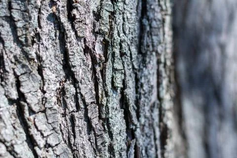 Close Up of the Bark of an Oak Tree Stock Photos