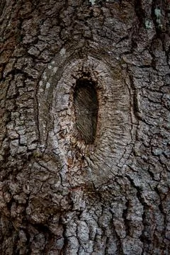 Close up on the bark of an oak tree Stock Photos