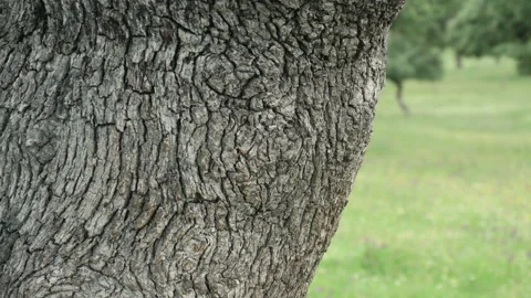 Close-up of the bark of an oak tree trunk with insects and ants Stock Footage 167859564