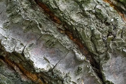 Close-up bark of an old fruit tree. Stock Photos