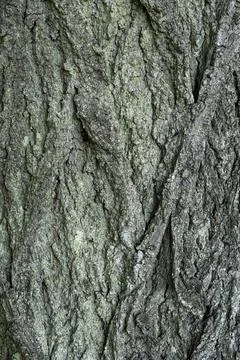 Close-up of the bark of an old oak tree at trunk height Foto stock
