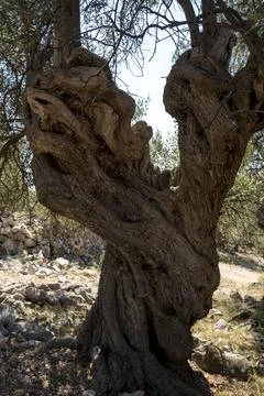 Close-up of bark of an old olive tree Foto stock