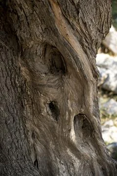Close-up of bark of an old olive tree Stock Photos