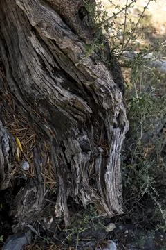 Close-up of bark of an old olive tree Stock Photos