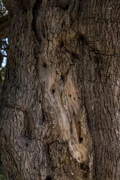Close-up of bark of an old olive tree Foto stock