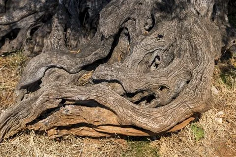 Close-up of bark of an old olive tree Stock-Fotos