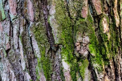 Close up of the bark. Old tree with green moss. Background. Stock Photos
