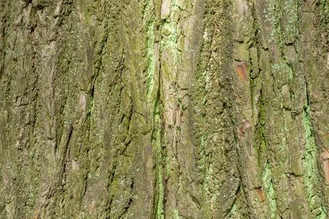 Close-up of the bark of an old tree Stock Photos
