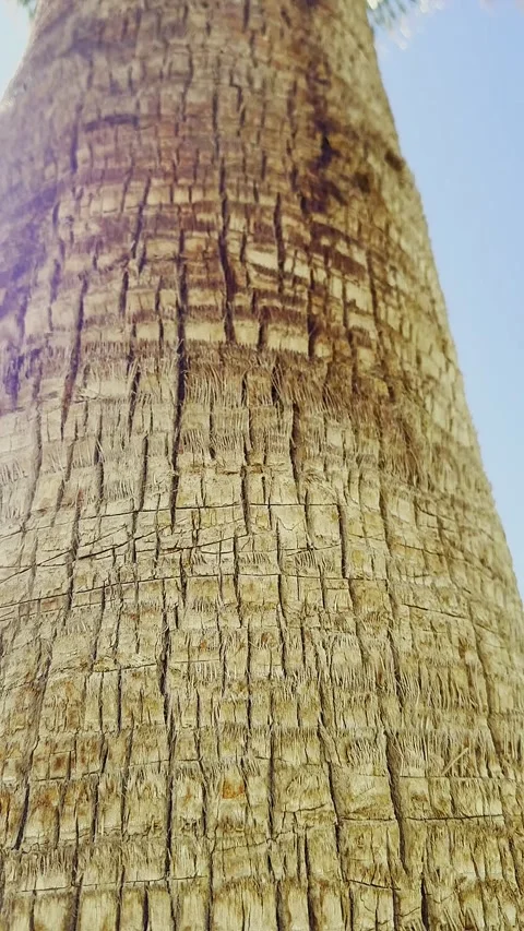 Close-up of the bark of a palm Stock Footage 304364811