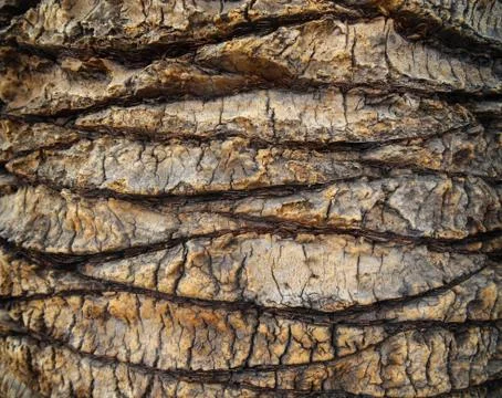 Close up of the bark of a palm Stock Photos