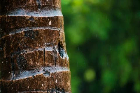 Close up of the bark of a palm tree, background texture pattern. Under rain Stock Photos