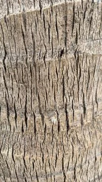 Close up of the bark of a palm tree. Background. Foto stock