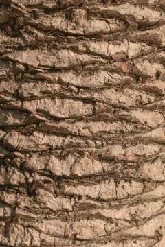 Close up of the bark of a palm tree Stock Photos