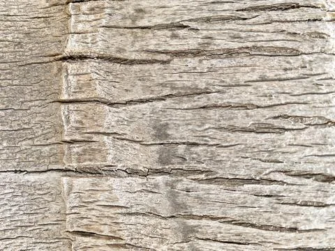 Close up of the bark of a palm tree Stock Photos