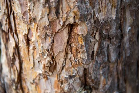Close up of bark in a park in China Stock Photos