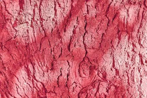 Close-up of Bark Patterns Stock Photos