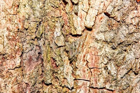 Close-up of Bark Patterns Stock Photos