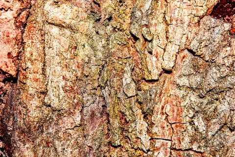 Close-up of Bark Patterns 스톡 사진