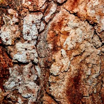 Close-up of Bark Patterns 스톡 사진