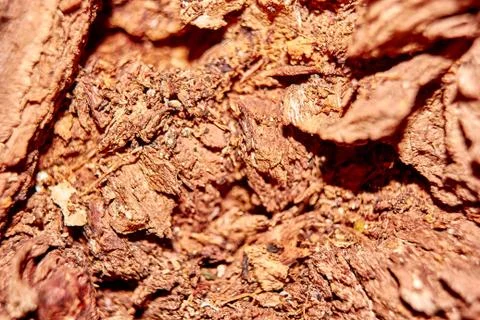 Close-up of Bark Patterns Stock Photos