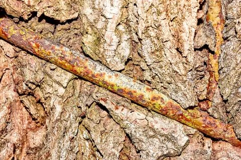 Close-up of Bark Patterns Stock Photos