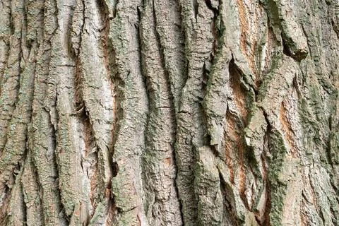 Close of bark Stock Photos