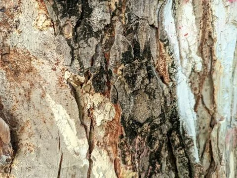 Close up of bark Stock Photos