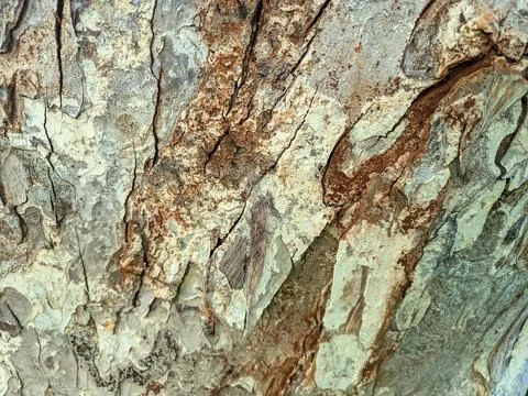 Close up of bark Stock Photos