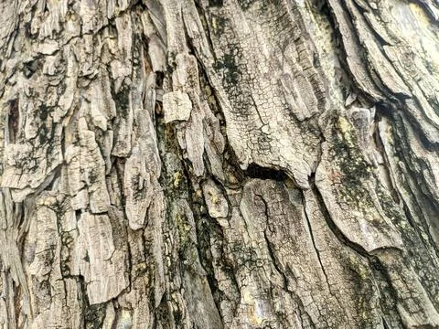 Close up of bark Stock Photos