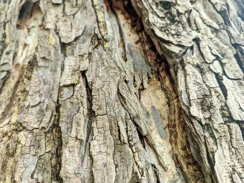 Close up of bark Stock Photos